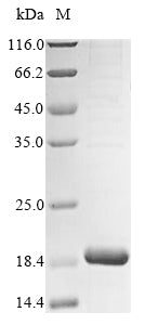 Recombinant Bovine ATP synthase subunit g, mitochondrial (ATP5MG)