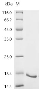 Recombinant Mouse Tumor necrosis factor receptor superfamily member 16 (Ngfr), partial