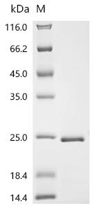 Recombinant Staphylococcus sp. EG-SA-26 Large ribosomal subunit protein uL22 (rplV)