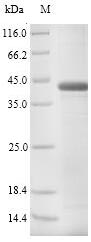 Recombinant Bovine Pregnancy-associated glycoprotein 1