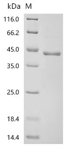Recombinant Bovine Pregnancy-associated glycoprotein 1