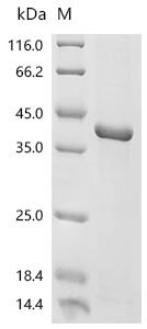 Recombinant Candida albicans Agglutinin-like protein 3 (ALS3), partial
