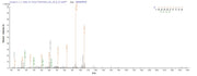Recombinant Shigella dysenteriae serotype 1 Shiga toxin subunit B (stxB)