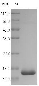 Recombinant Shigella dysenteriae serotype 1 60KDA chaperonin (groL), partial