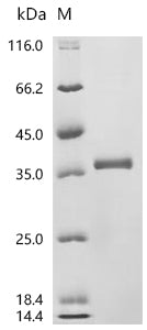 Recombinant Macaca fascicularis tumor-associated calcium signal transducer 2 (TACSTD2), partial