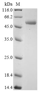 Recombinant Bovine Beta-enolase (ENO3)