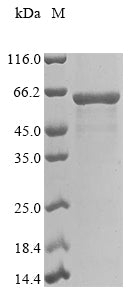 Recombinant Hordeum vulgare Betaine aldehyde dehydrogenase, partial