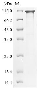 Recombinant Bordetella pertussis BrkA autotransporter (brkA)