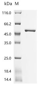 Recombinant Arabidopsis thaliana Glutamine synthetase, chloroplastic/mitochondrial (GLN2)