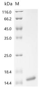 Recombinant Aeromonas hydrophila Major cold-shock protein (cspA)