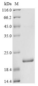 Recombinant Mycoplasma hyorhinis Variant surface antigen F (vlpF), partial