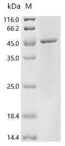 Recombinant Bacteroides gingivalis Major fimbrial subunit protein type-2 (fimA)