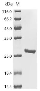 Recombinant Pseudomonas aeruginosa PopB (popB), partial