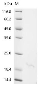 Recombinant Mouse Alpha-defensin 24 (Defa24)