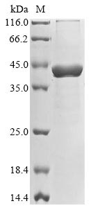 Recombinant Staphylococcus aureus Beta-ketoacyl-[acyl-carrier-protein] synthase III (fabH)