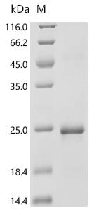 Recombinant Anopheles gambiaeA GAP001409-PA (OBP-3)