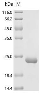Recombinant Osmia cornuta Odorant-binding protein 1