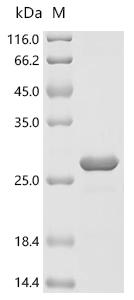 Recombinant Anopheles gambiae AGAP008055-PA (CSP3)