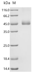 Recombinant Danio rerio Aerolysin-like protein (aep1)