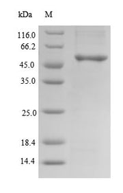 Recombinant Human Clavesin-2 (CLVS2)