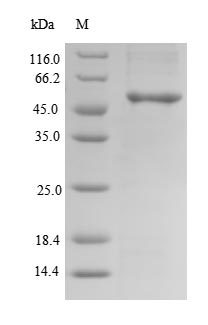 Recombinant Human Clavesin-2 (CLVS2)