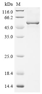 Recombinant Dog Angiopoietin-1 (ANGPT1)