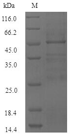 Recombinant Burkholderia mallei Guanine nucleotide exchange factor BopE (bopE)