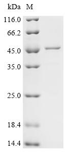 Recombinant Human ATPase family AAA domain-containing protein 3C (ATAD3C)