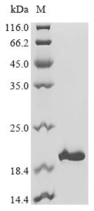 Recombinant Cat Leukocyte associated immunoglobulin like receptor 1 (LAIR1), partial