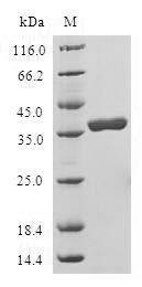 Recombinant Human Late cornified envelope-like proline-rich protein 1 (LELP1)