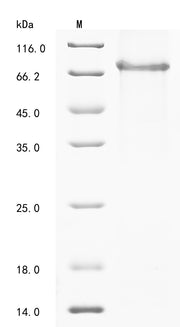 Recombinant Mouse Adhesion G protein-coupled receptor E1 (Adgre1), partial