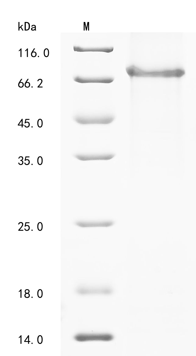 Recombinant Mouse Adhesion G protein-coupled receptor E1 (Adgre1), partial