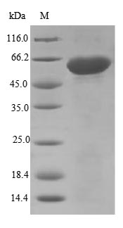 Recombinant Mouse Disintegrin and metalloproteinase domain-containing protein 12 (Adam12), partial