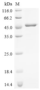Recombinant Human Endogenous retrovirus group K member 6 Env polyprotein (ERVK-6), partial