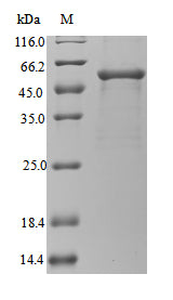 Recombinant Legionella pneumophila subsp. pneumophila Gamma-glutamyl phosphate reductase (proA)