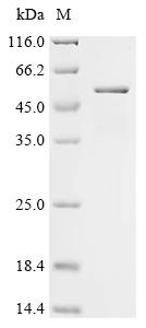 Recombinant Mouse Receptor-type tyrosine-protein phosphatase-like N (Ptprn), partial