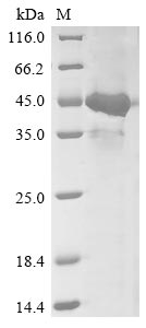 Recombinant Human herpesvirus 6A Glycoprotein 105 (U96/U97/U98/U99/U100), partial