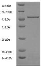 Recombinant Human Kidney mitochondrial carrier protein 1 (SLC25A30)