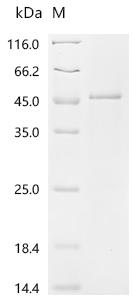 Recombinant Mouse Mimecan (Ogn)