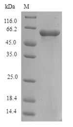 Recombinant Human Protein FAM46C (FAM46C)