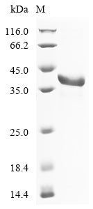 Recombinant Mouse Fibrinogen-like protein 1 (Fgl1)