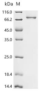 Recombinant Oryza sativa subsp. japonica Jasmonoyl--L-amino acid synthetase GH3.5 (GH3.5)