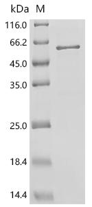 Recombinant Mouse Fasciculation and elongation protein zeta-2 (Fez2)
