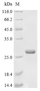 Recombinant Human Dehydrogenase/reductase SDR family member 4-like 2 (DHRS4L2)