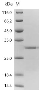 Recombinant Human Calcium/manganese antiporter SLC30A10 (SLC30A10), partial