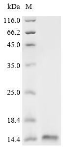Recombinant Staphylococcus aureus Cold shock protein CspA (cspA)
