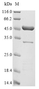 Recombinant Staphylococcus aureus Gamma-hemolysin component C (hlgC)
