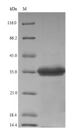 Recombinant Staphylococcus aureus Gamma-hemolysin component C (hlgC)
