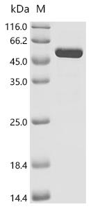 Recombinant Bartonella quintana Dihydrolipoyllysine-residue succinyltransferase component of 2-oxoglutarate dehydrogenase complex (sucB)