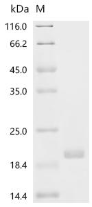 Recombinant Human Surfactant-associated protein 2 (SFTA2)